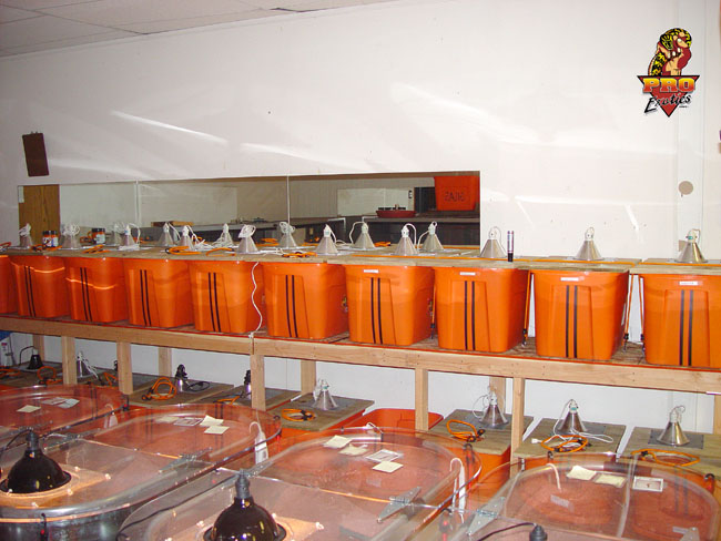 Coxi setups