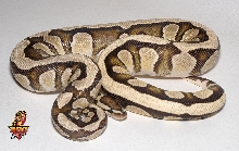 Desert lemonback