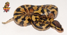 Desert Yellow Belly