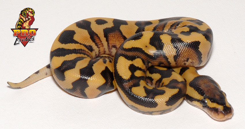Desert Yellow Belly