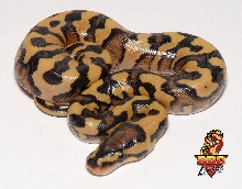 Desert Yellow Belly