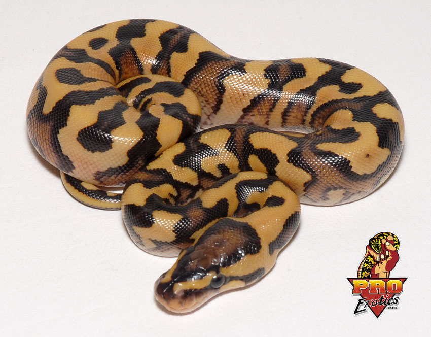 Desert Yellow Belly