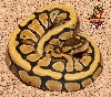 Desert Ball python