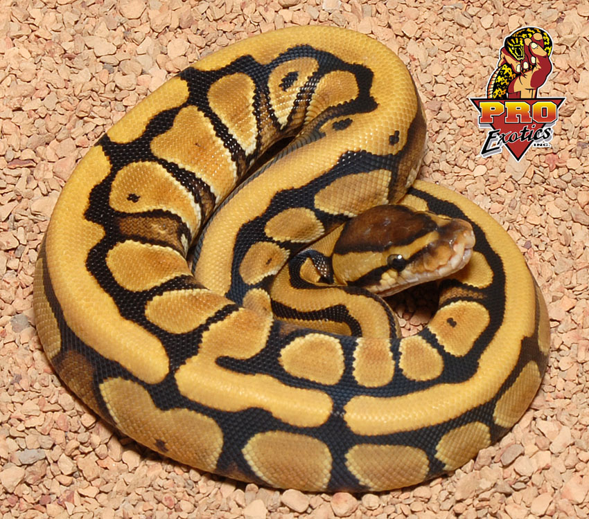 Desert Ball python