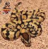 Desert Ball python