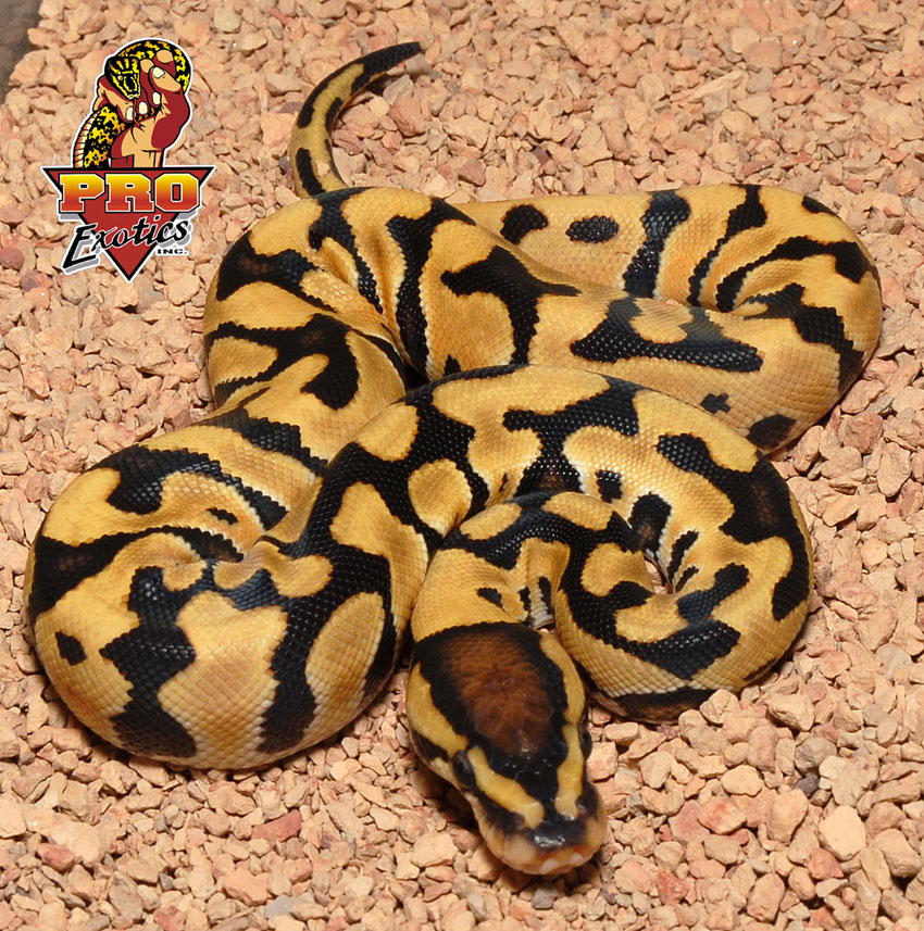 Desert Ball python