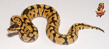 Desert ball female