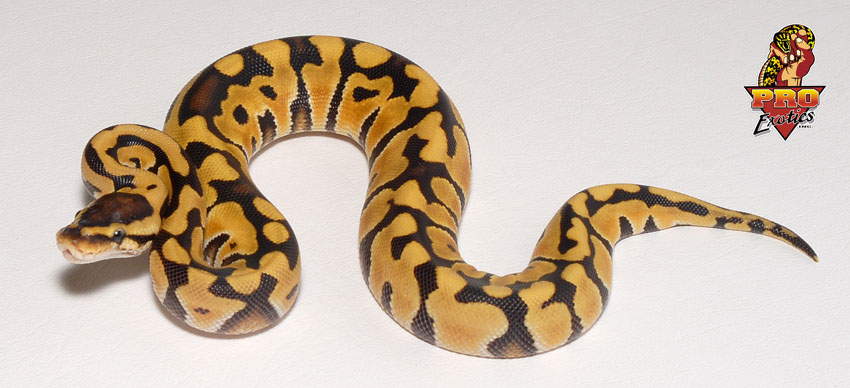 Desert ball female