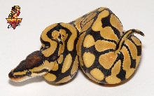 Desert ball female