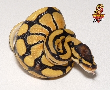 Desert ball female