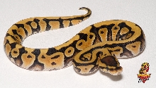 Desert ball female