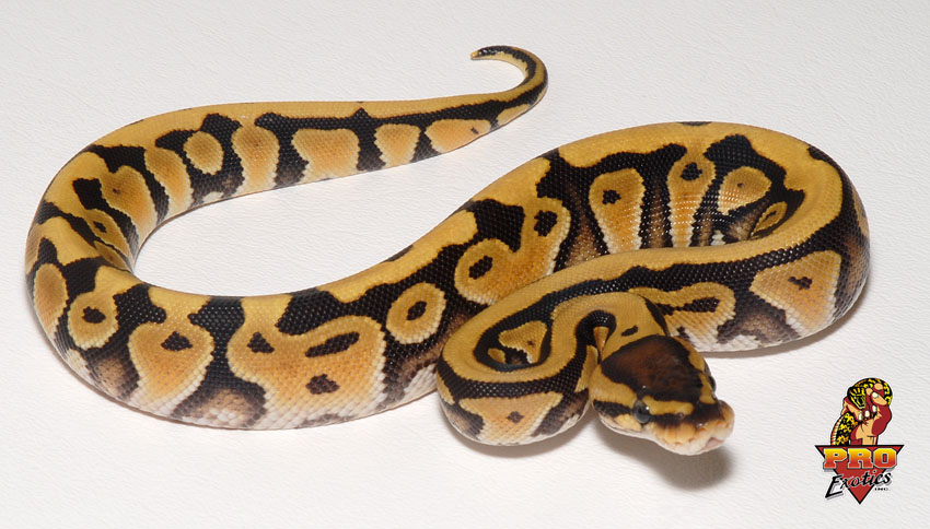 Desert ball female