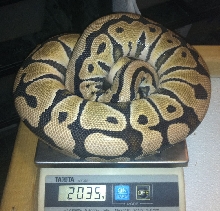 Desert female 2035 grams