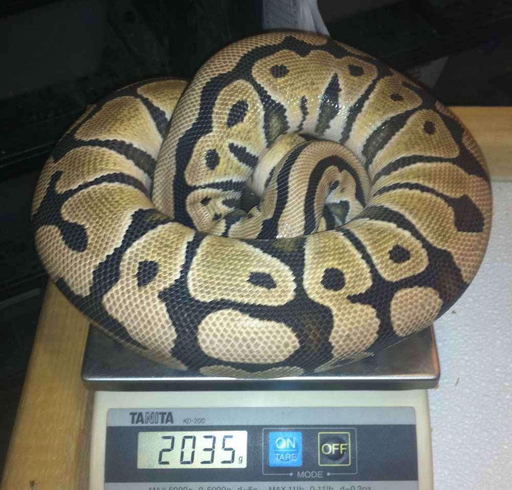 Desert female 2035 grams