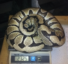 Desert female 2325 grams