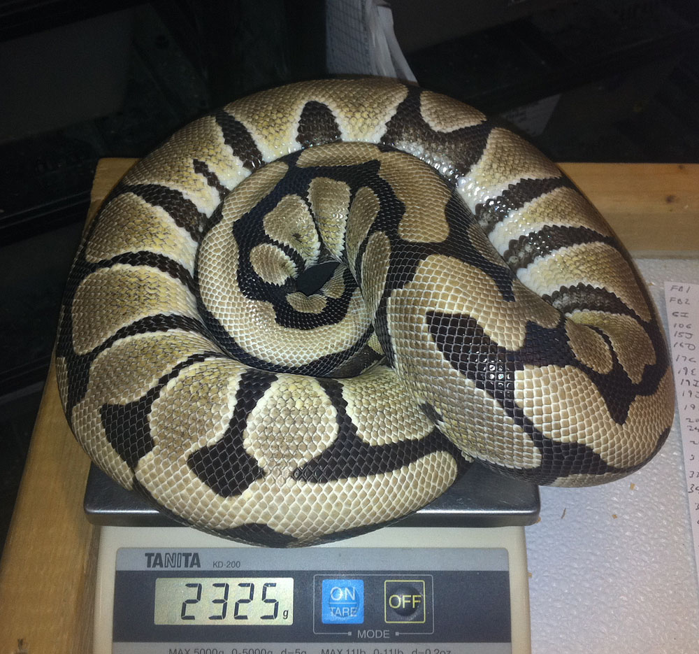 Desert female 2325 grams
