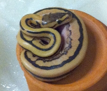Desert Genetic Stripe Ball python