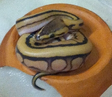 Desert Genetic Stripe Ball python