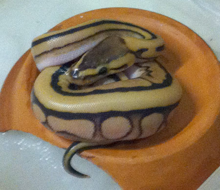 Desert Genetic Stripe Ball python