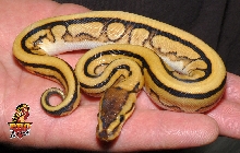 Desert Genetic Stripe Ball python