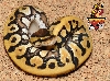 Desert het Clown
