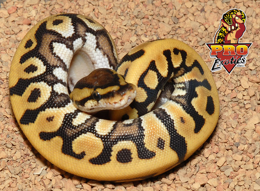 Desert het Clown