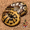 Desert Het Clown ball