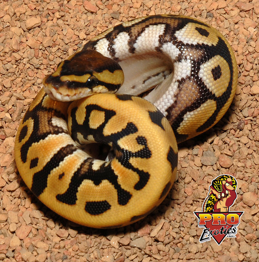 Desert Het Clown ball