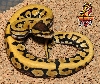 Desert het Clown ball