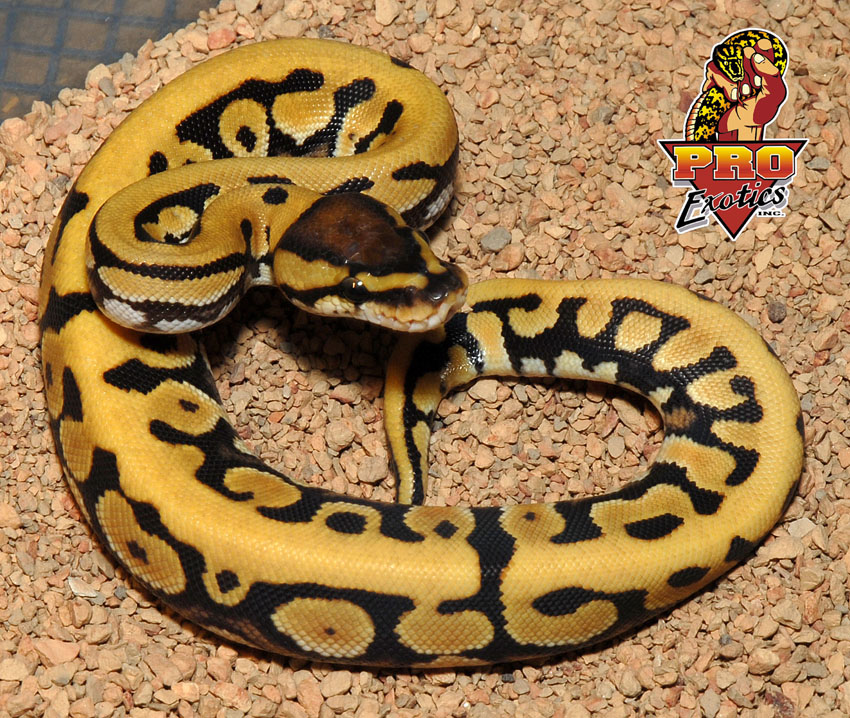 Desert het Clown ball