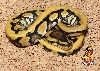 Desert het Clown ball