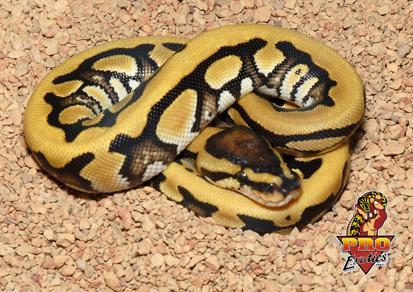 Desert het Clown ball