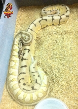 Desert Lesser breeding Desert Spider 1850 grams