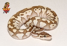 Desert Lesser ball