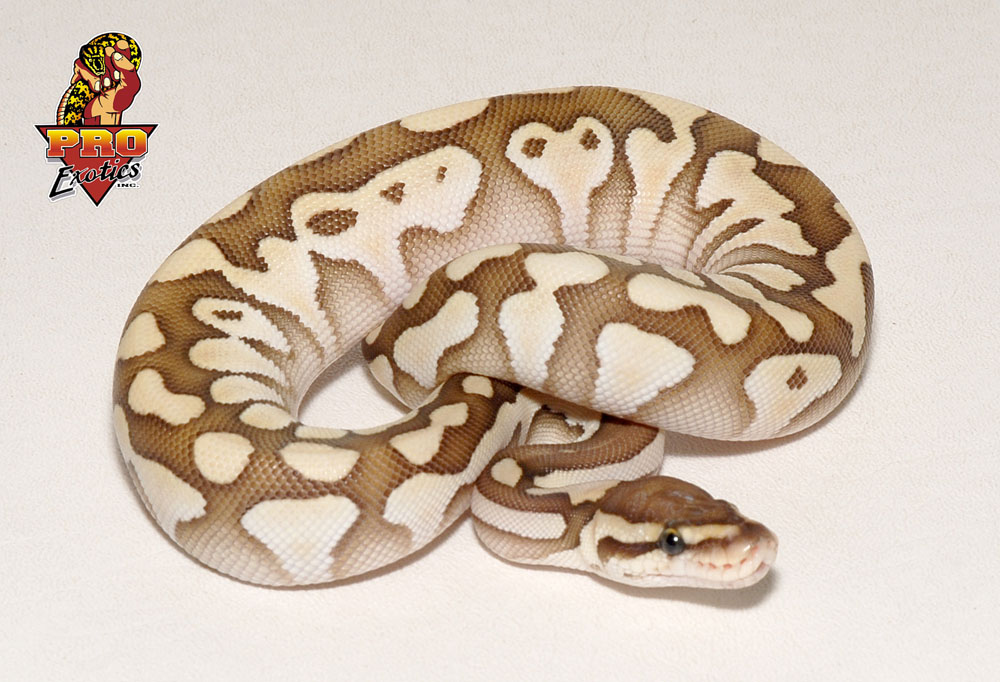 Desert Lesser ball