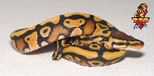 Desert male