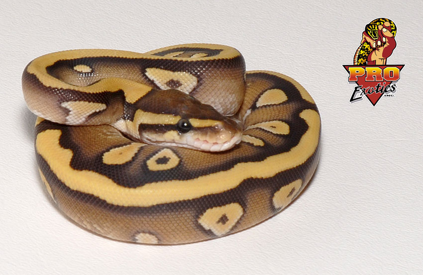 Desert Mojave