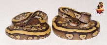 Desert Mojave