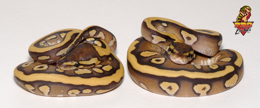 Desert Mojave