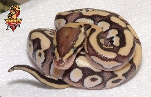 Desert Mojave