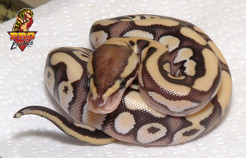 Desert Mojave
