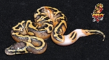 Desert Pied Ball