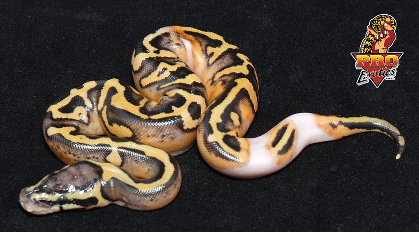 Desert Pied Ball