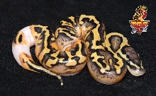 Desert Pied ball