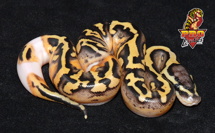 Desert Pied ball
