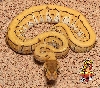 Desert Pin ball