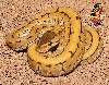 Desert Pin ball