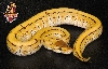 Desert Pin