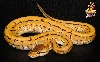 Desert Pin