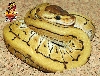 Desert Pin